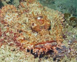 Scorpionfish - Ribbon Reef - Sodwana Bay - South Africa
... by Lindsey Smith 
